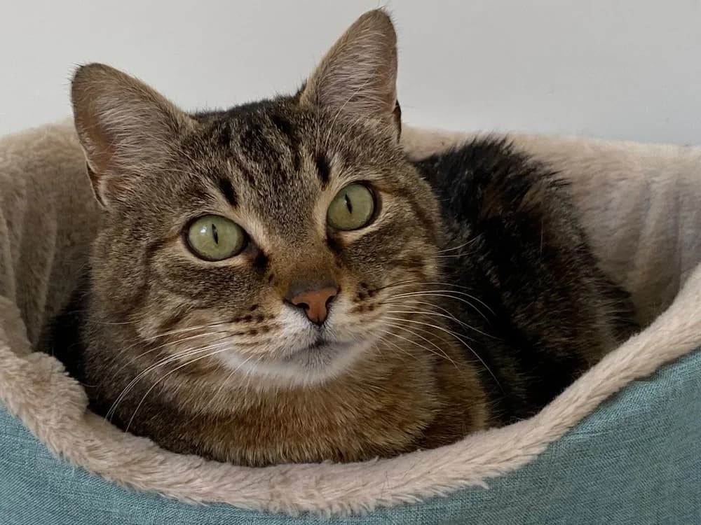 PUGZY (En cours d'adoption), male mixed breed for adoption at SPA Torreilles, Torreilles