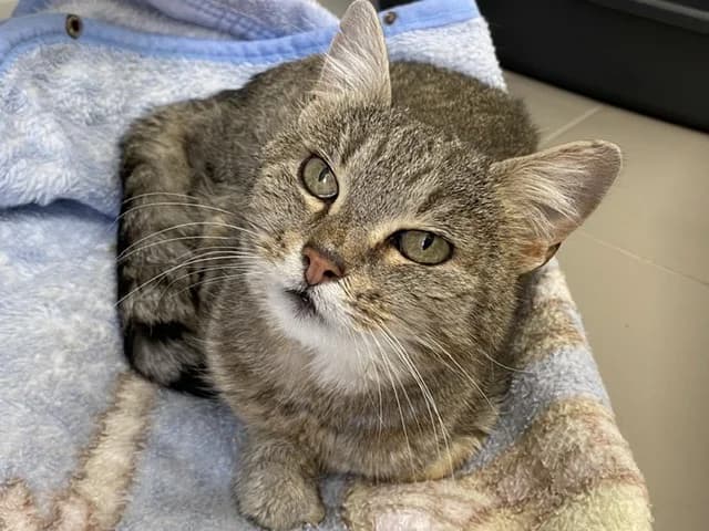 HECATE, female mixed breed for adoption at SPA Torreilles, Torreilles