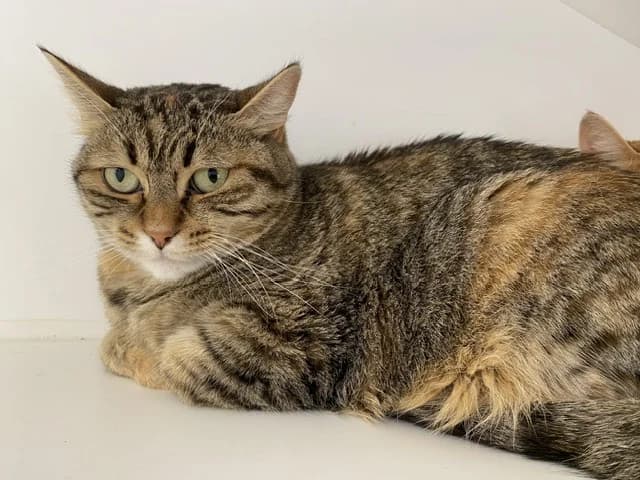 caliko, female mixed breed for adoption at SPA Torreilles, Torreilles