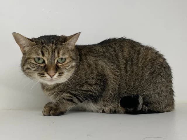 MIYAKO, female mixed breed for adoption at SPA Torreilles, Torreilles