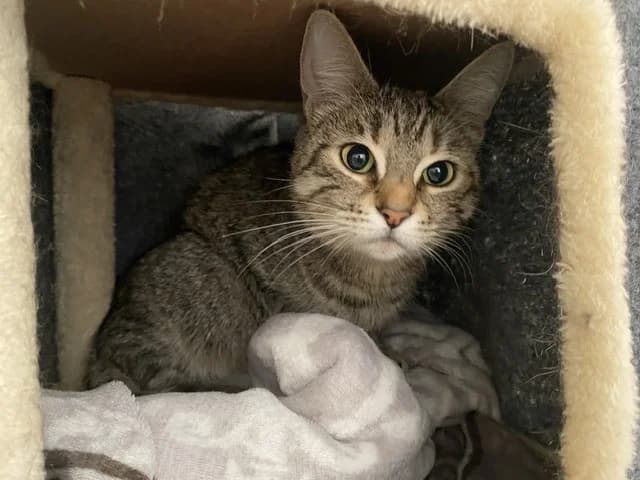 LAONIE, female mixed breed for adoption at SPA Torreilles, Torreilles