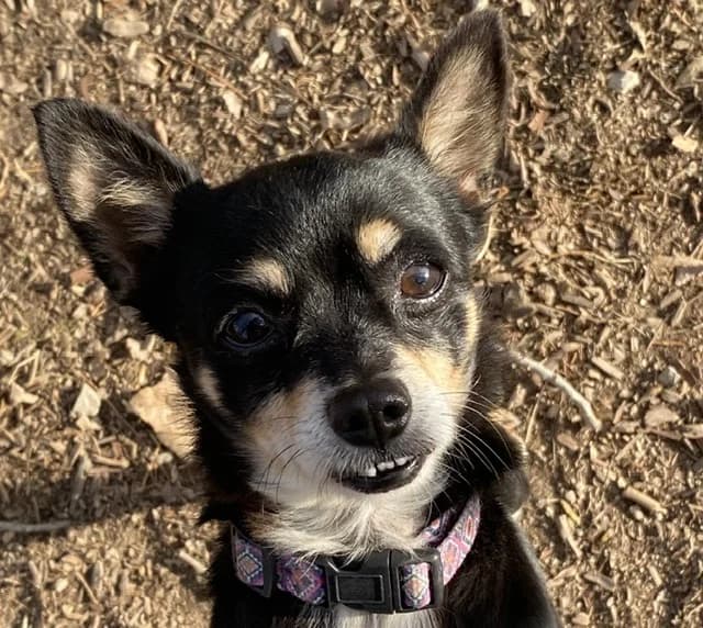 HARAKIRI, male 5yo Chihuahua for adoption at SPA Torreilles, Torreilles