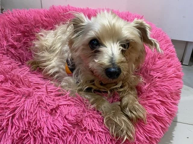 COOKI, male senior Poodle for adoption at SPA Torreilles, Torreilles