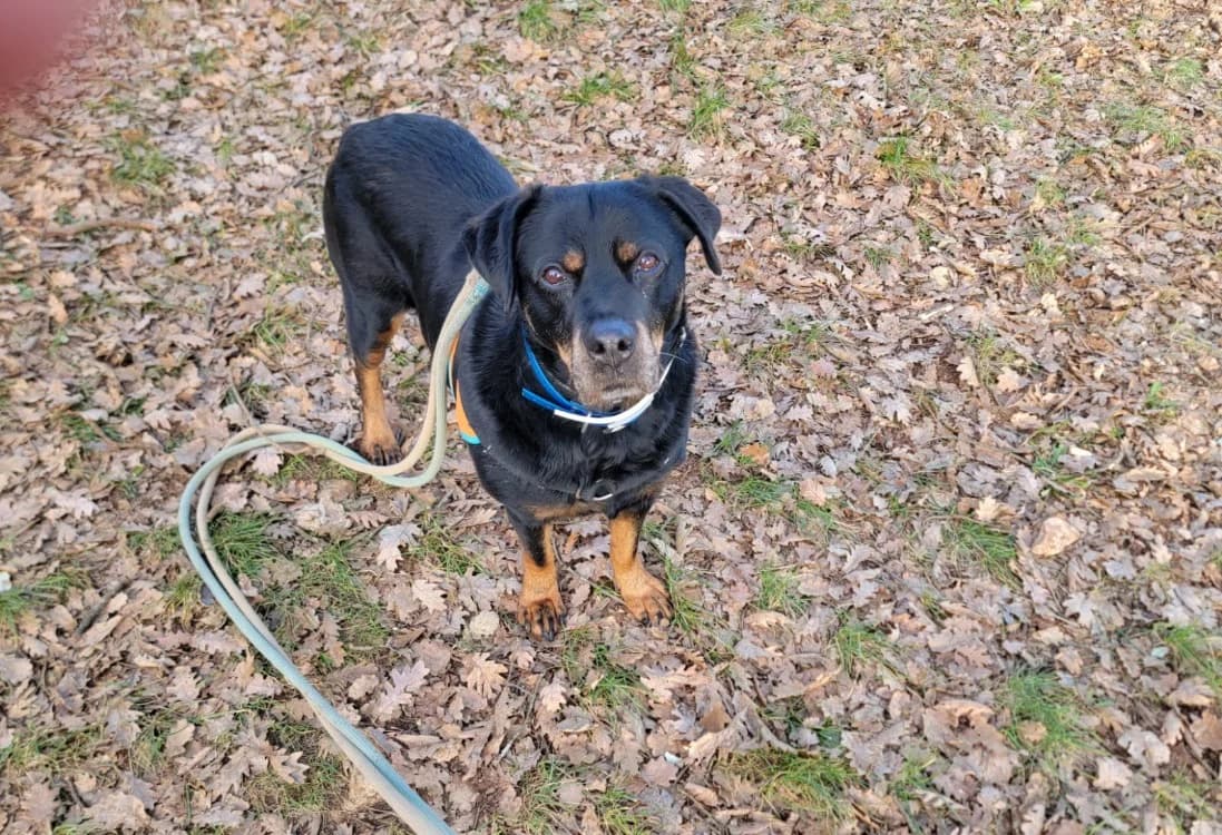 TOUPETTE, female senior Mixed Breed for adoption at Vallerargues), Ales