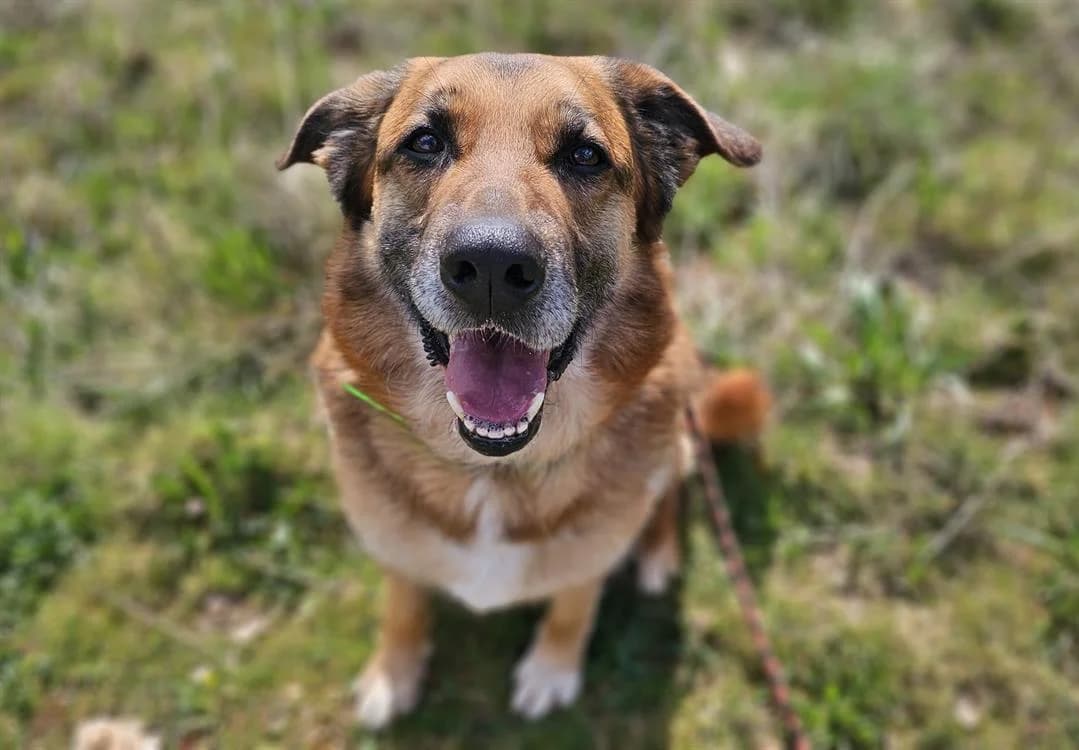 Soleil, male senior German Shepherd for adoption at Vallerargues), Ales
