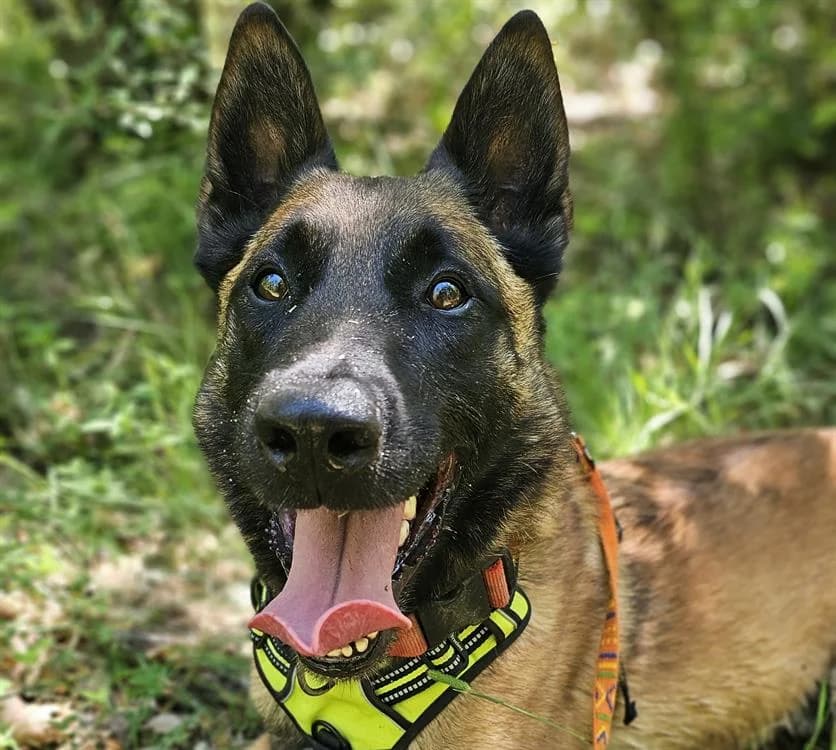 ROCKY, male Belgian Malinois for adoption at Vallerargues), Ales