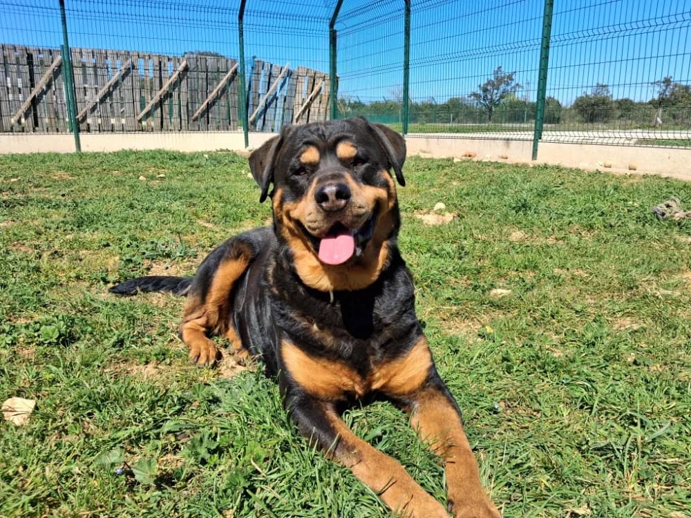 RAIKA, female Rottweiler for adoption at Vallerargues), Ales