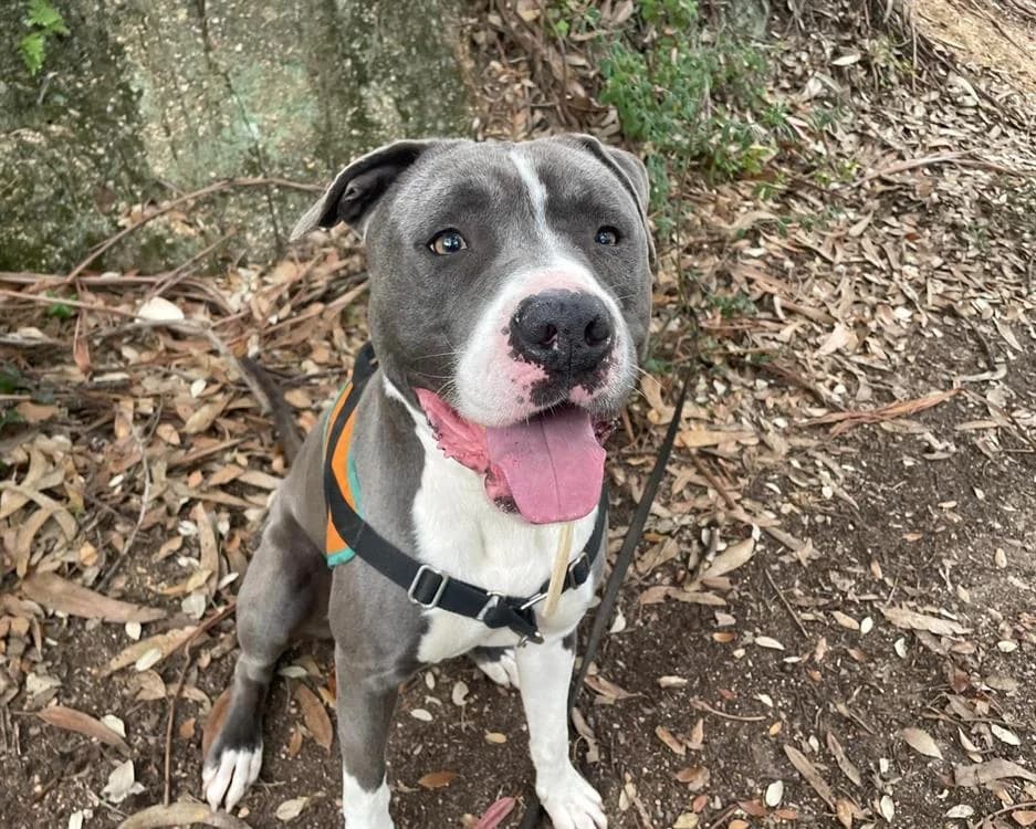 BOUCAN, male Mixed Breed for adoption at Vallerargues), Ales