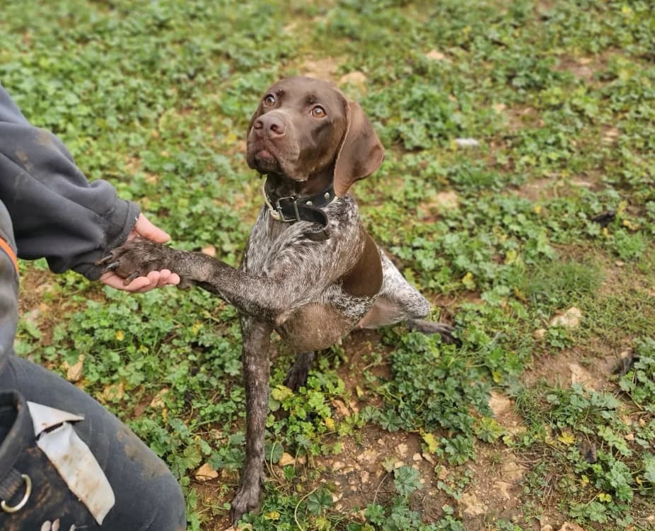Raven, female 3yo Pointer for adoption at Vallerargues), Ales
