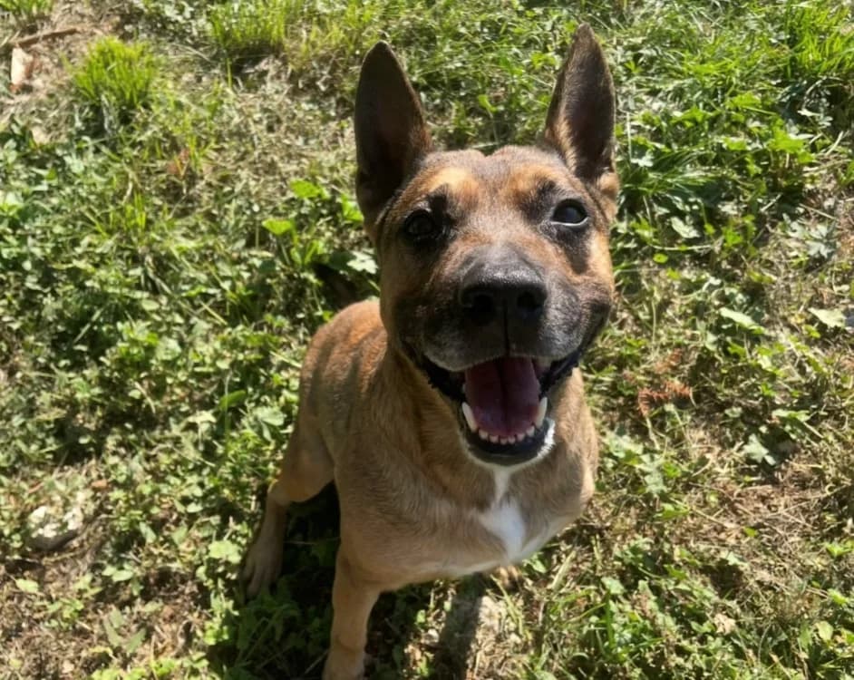 MINI BOY, male Belgian Malinois for adoption at Vallerargues), Ales