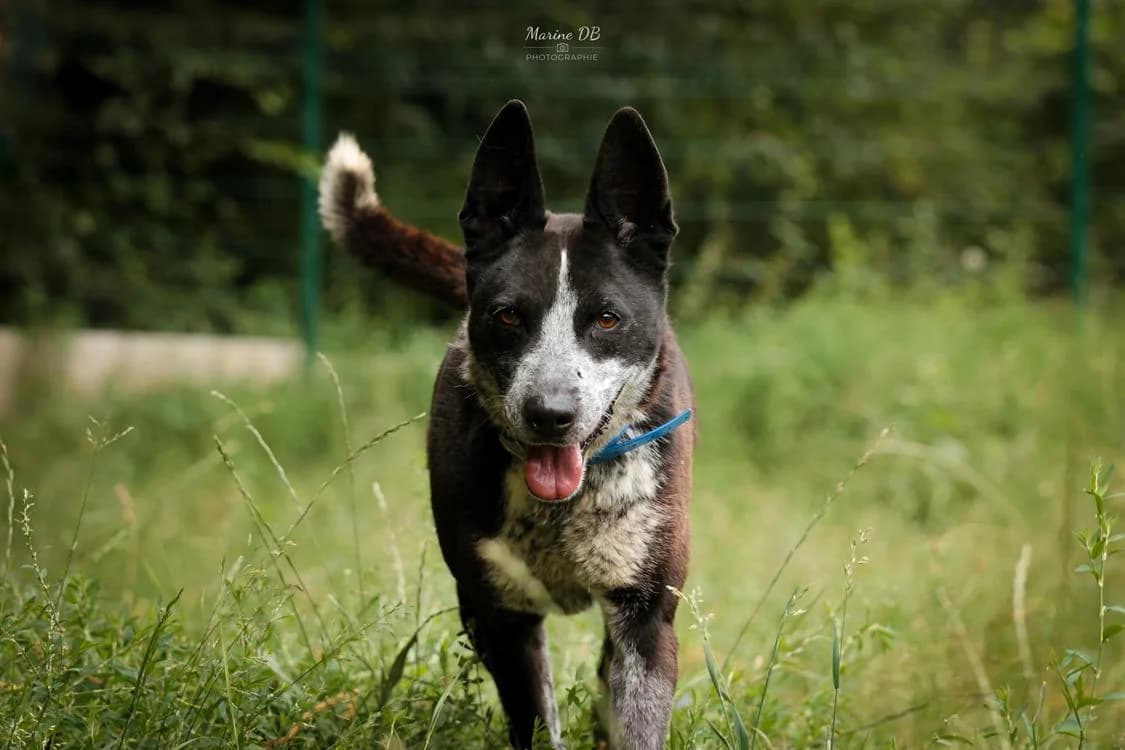 GUISMO, male Border Collie for adoption at Vallerargues), Ales