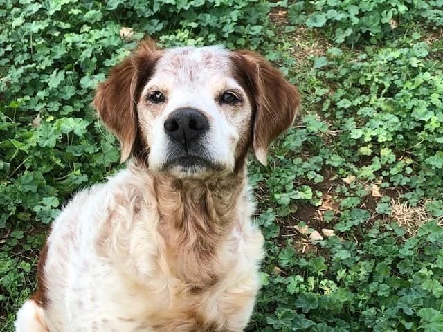 ISPAN, male Brittany Spaniel for adoption at Vallerargues), Ales