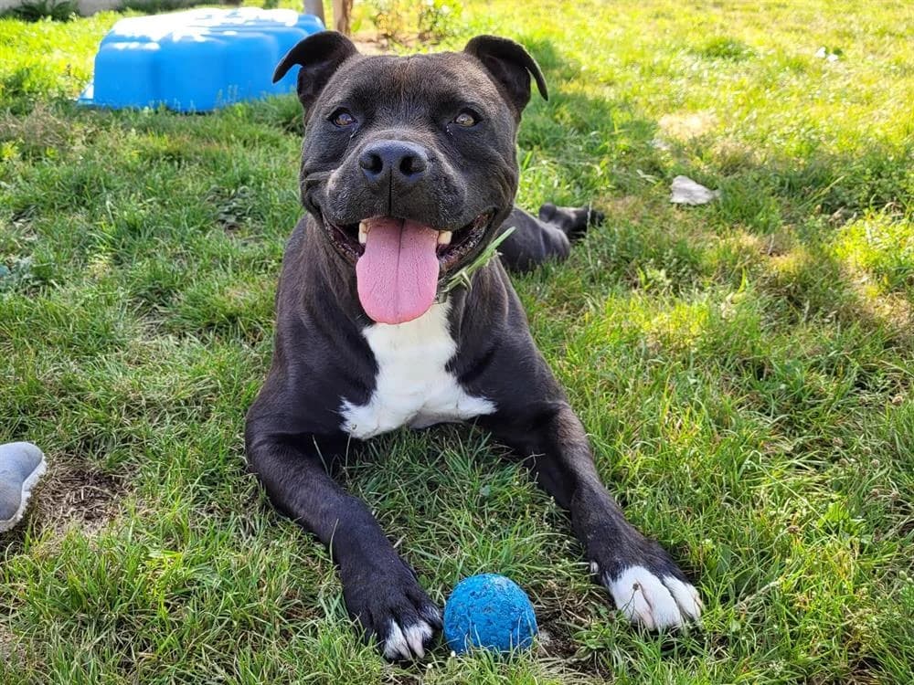 MAESTRO, male American Staffordshire Terrier for adoption at Vallerargues), Ales