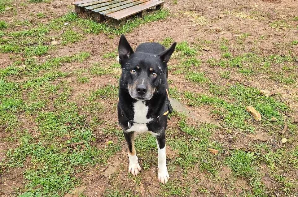 HATCHI ( déjà réservé), male Husky for adoption at Vallerargues), Ales