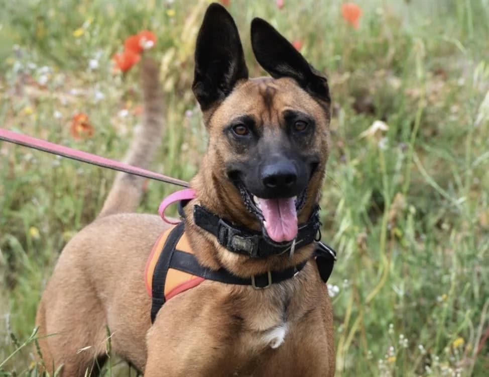 PRINCESSE ( déjà réservé), female Belgian Malinois for adoption at Vallerargues), Ales