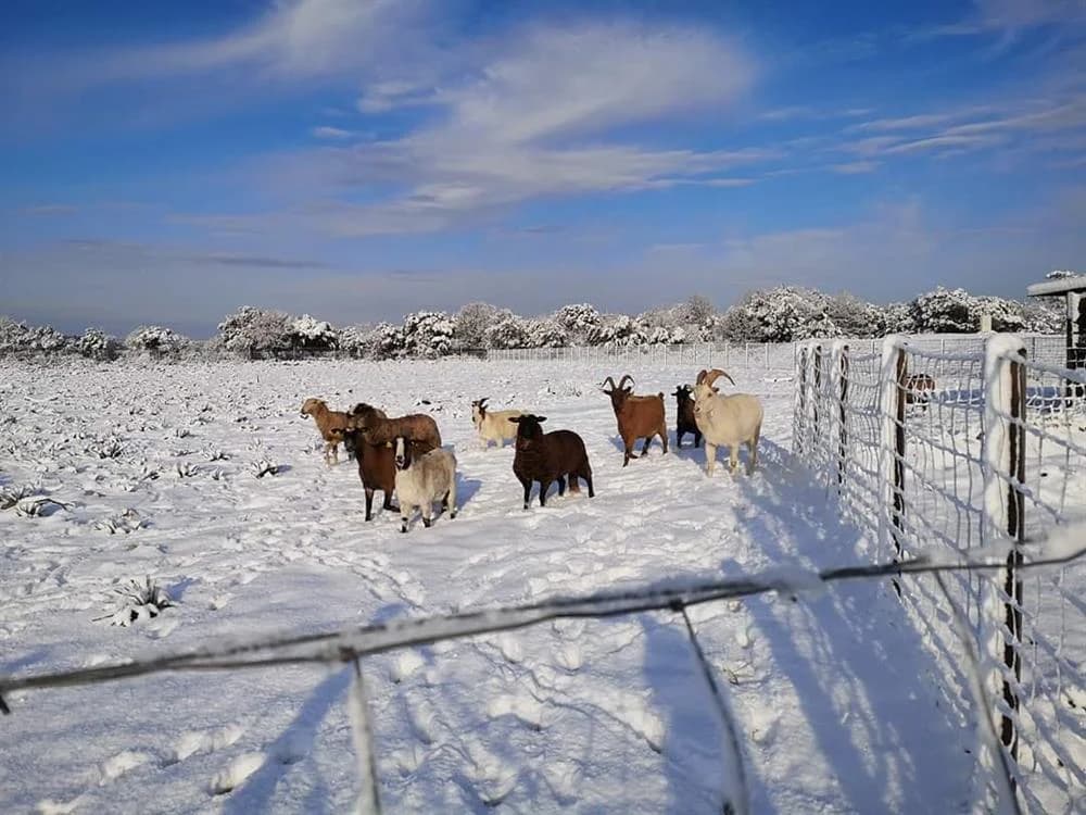 A_nommer, male mixed breed for adoption at Vallerargues), Ales