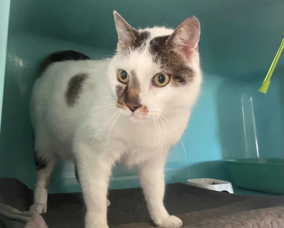 rio, male mixed breed for adoption at Vallerargues), Ales