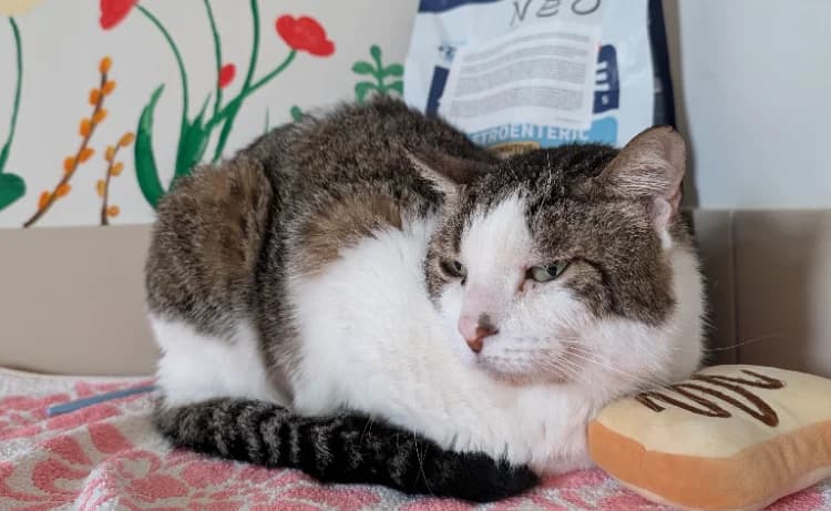 NEO, male mixed breed for adoption at Vallerargues), Ales