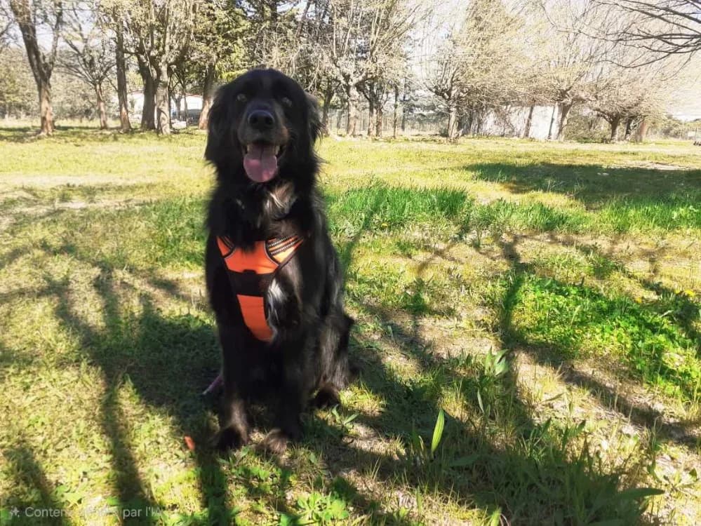 PIKACHU, male Labrador Retriever for adoption at Vallerargues), Ales
