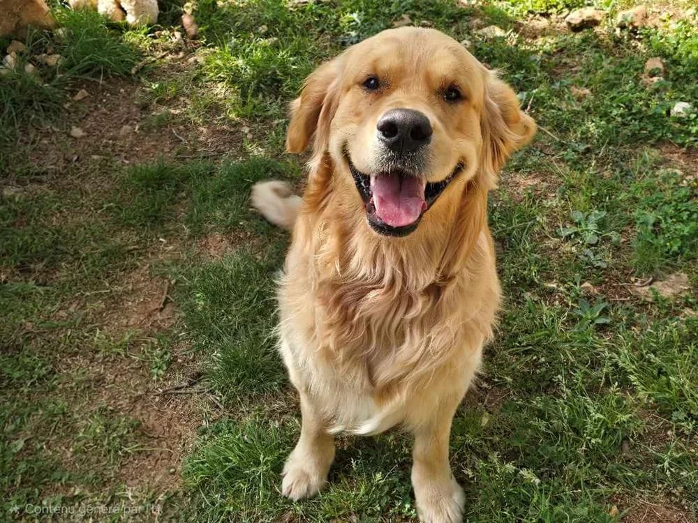 AÏKO (DEJA RESERVE), male Golden Retriever for adoption at Vallerargues), Ales