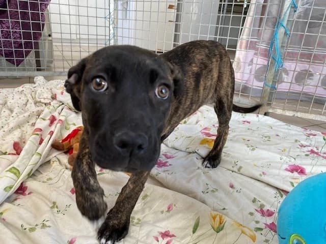 ZELDA (déjà réservé), female Mixed Breed for adoption at Vallerargues), Ales