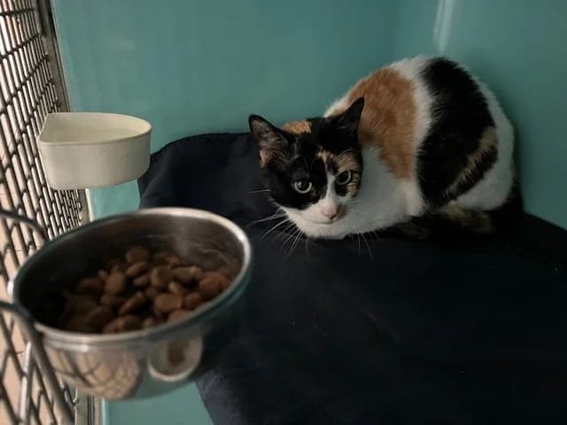 LOUNA, female mixed breed for adoption at Vallerargues), Ales