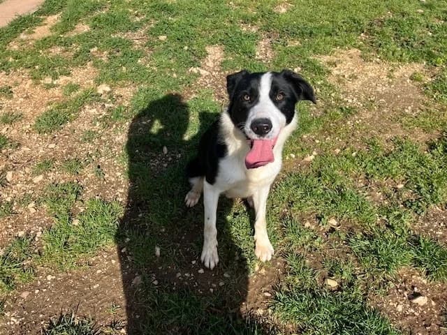 LIVAI, male Border Collie for adoption at Vallerargues), Ales