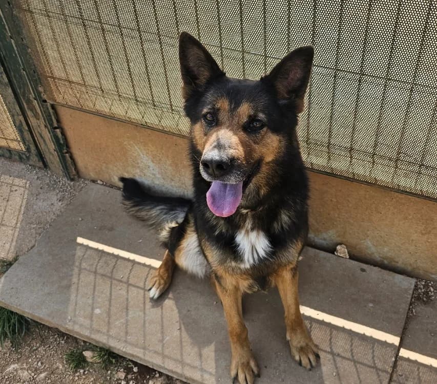 MITI, female German Shepherd for adoption at Vallerargues), Ales