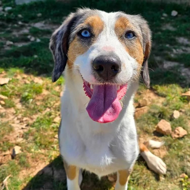Lucy réservée, female young Australian Shepherd for adoption at Vallerargues), Ales