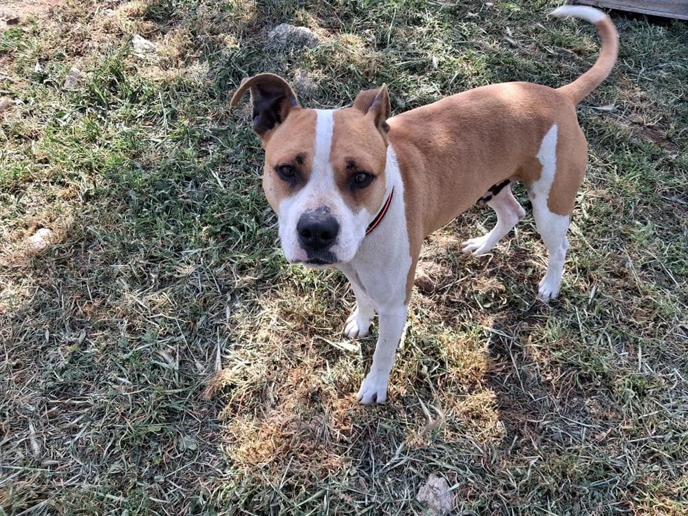 ATOS, male 4yo mixed breed for adoption at Vallerargues), Ales
