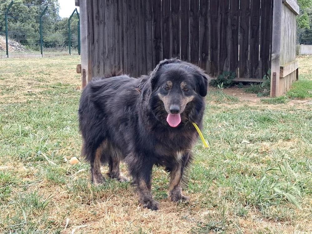 ALBA, female 7yo mixed breed for adoption at Vallerargues), Ales