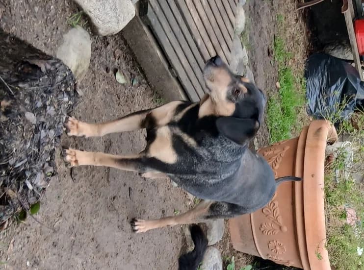 LIVIO, male 5yo mixed breed for adoption at Vallerargues), Ales