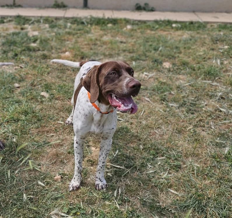 marthy, male Pointer for adoption at Vallerargues), Ales