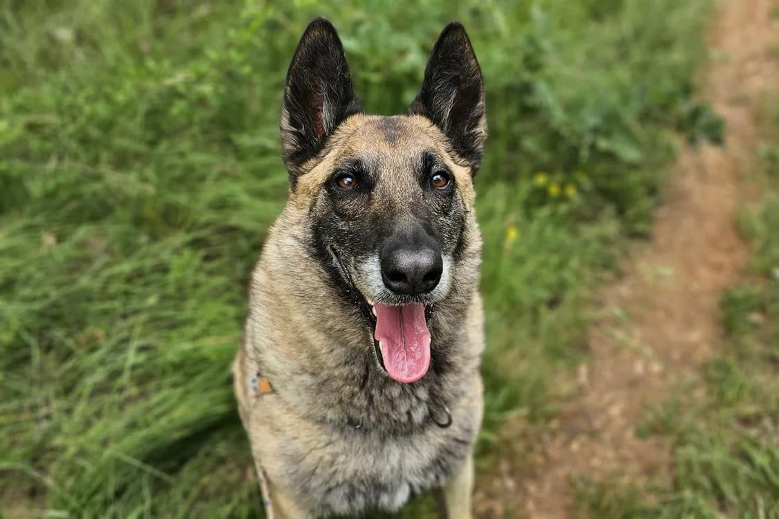 NASKO, male Belgian Malinois for adoption at Vallerargues), Ales