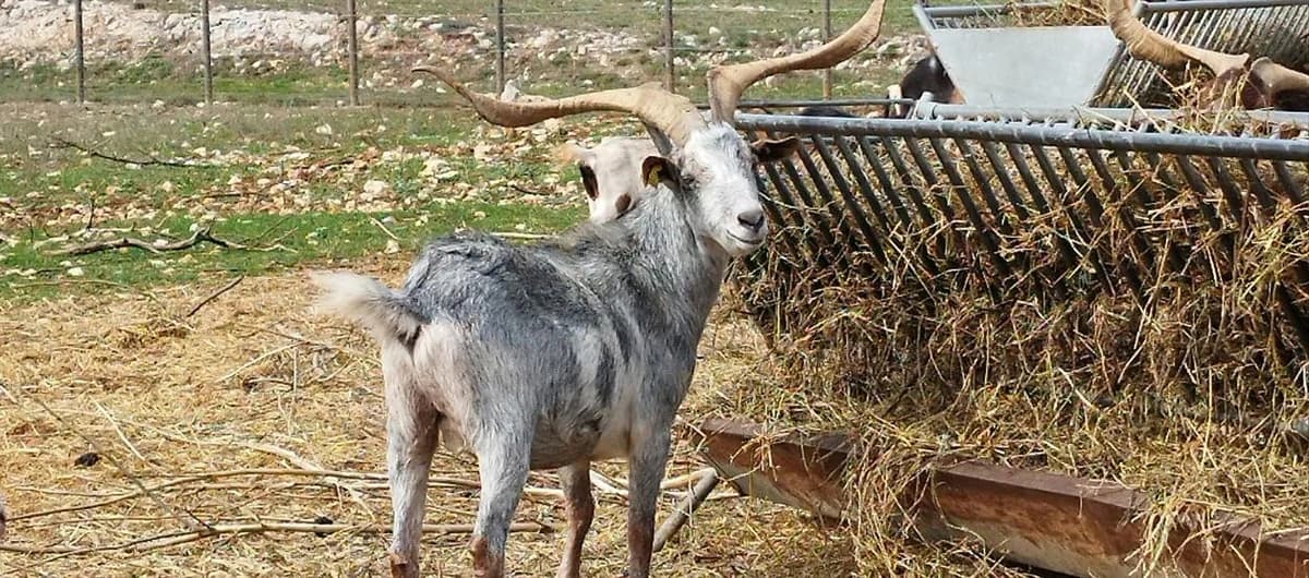 HARRY, male mixed breed for adoption at Vallerargues), Ales