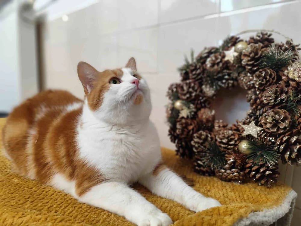 HELION C, male mixed breed for adoption at SPA Vaux-le-Pénil, Vaux-le-Pénil