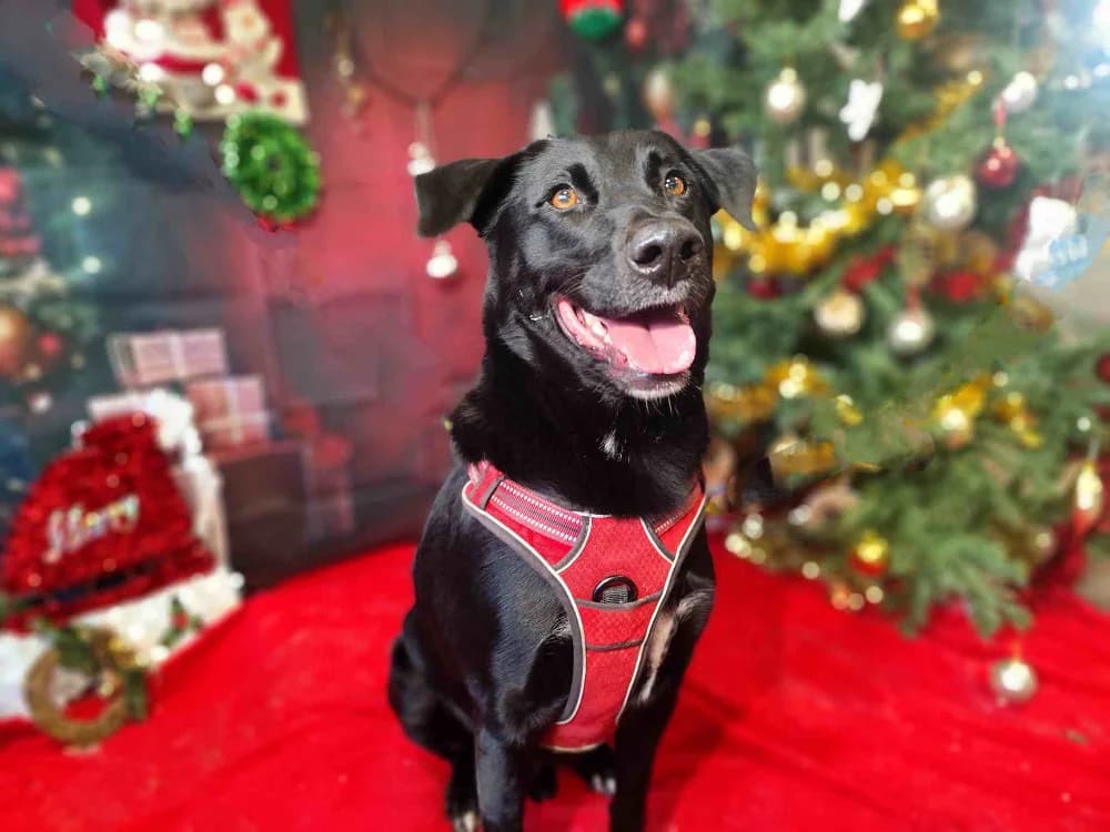 LEAF VAA, male Labrador Retriever for adoption at SPA Vaux-le-Pénil, Vaux-le-Pénil
