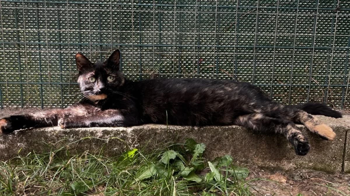 NOIRAUDE C, female mixed breed for adoption at SPA Vaux-le-Pénil, Vaux-le-Pénil