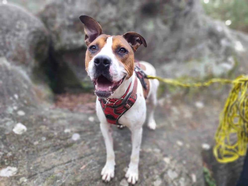 BETTY VAA, female young mixed breed for adoption at SPA Vaux-le-Pénil, Vaux-le-Pénil