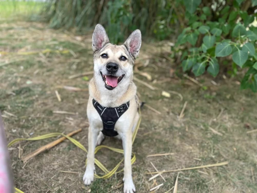 BONNY VAA, female senior mixed breed for adoption at SPA Vaux-le-Pénil, Vaux-le-Pénil