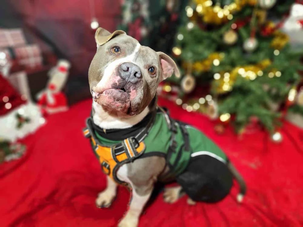 GROOT VAA, male mixed breed for adoption at SPA Vaux-le-Pénil, Vaux-le-Pénil