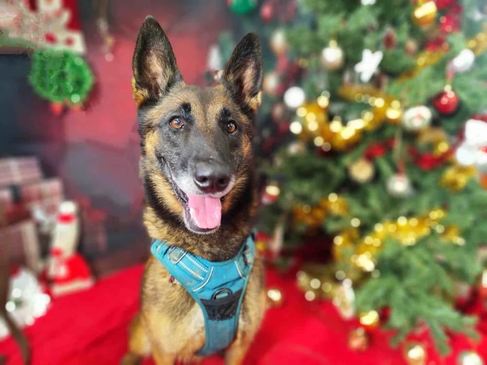 KARA VAA, female 6yo Belgian Malinois for adoption at SPA Vaux-le-Pénil, Vaux-le-Pénil