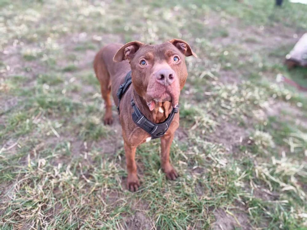 TAYRON VAA, male mixed breed for adoption at SPA Vaux-le-Pénil, Vaux-le-Pénil