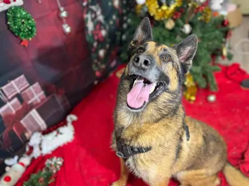 ASLO VAA, male Belgian Malinois for adoption at SPA Vaux-le-Pénil, Vaux-le-Pénil