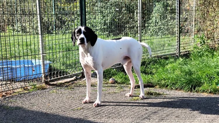 SODIUM VAA, male young Pointer for adoption at SPA Vaux-le-Pénil, Vaux-le-Pénil