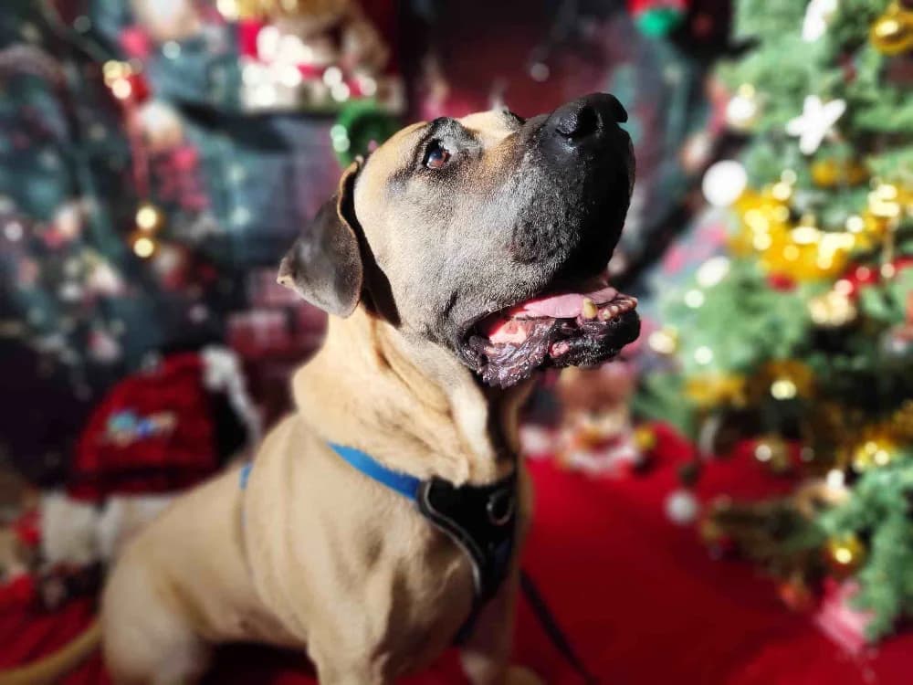 OSCAR VAA, male Presa Canario for adoption at SPA Vaux-le-Pénil, Vaux-le-Pénil