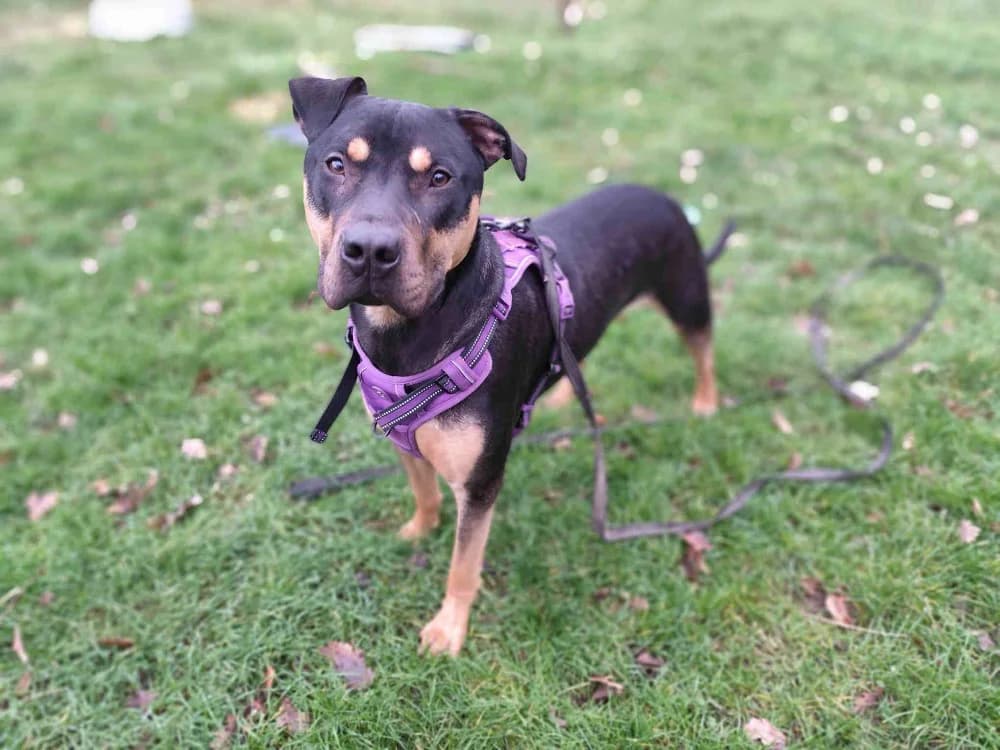 GATOR dit ATLAS VAA, male mixed breed for adoption at SPA Vaux-le-Pénil, Vaux-le-Pénil