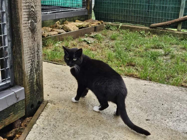 SURICAT C, female mixed breed for adoption at SPA Vaux-le-Pénil, Vaux-le-Pénil