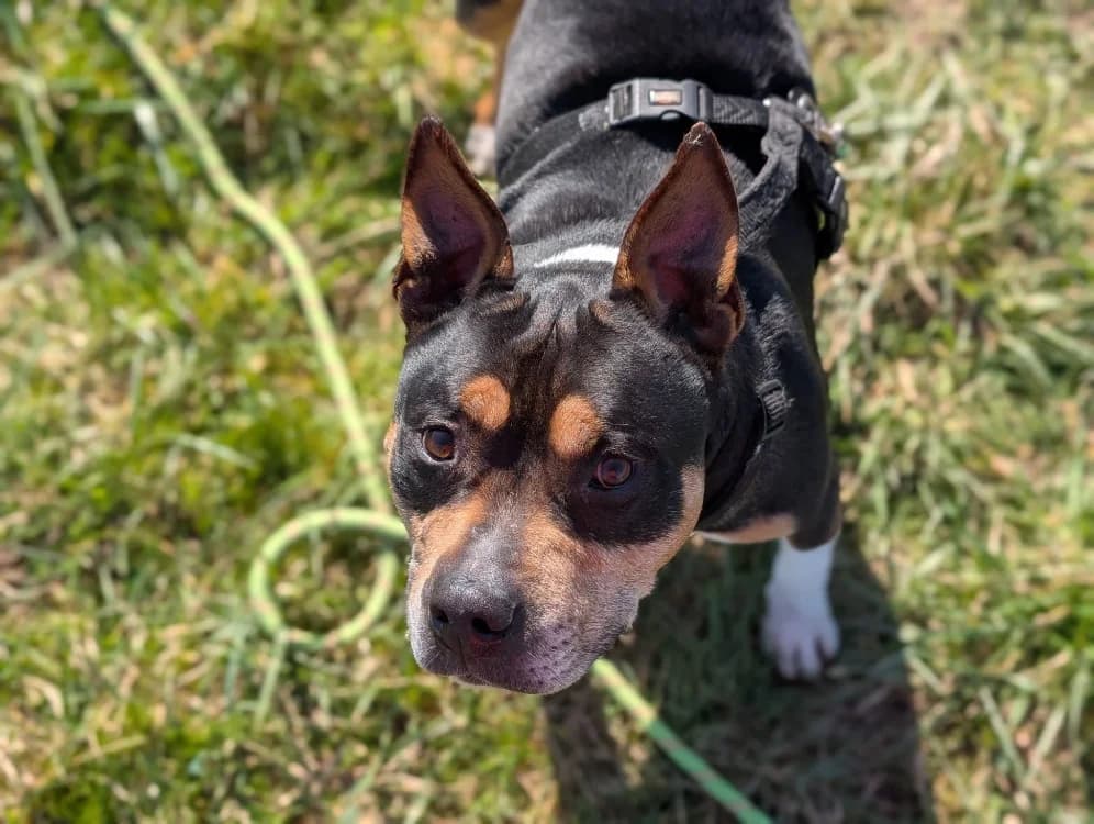 METHANE VAA, male mixed breed for adoption at SPA Vaux-le-Pénil, Vaux-le-Pénil