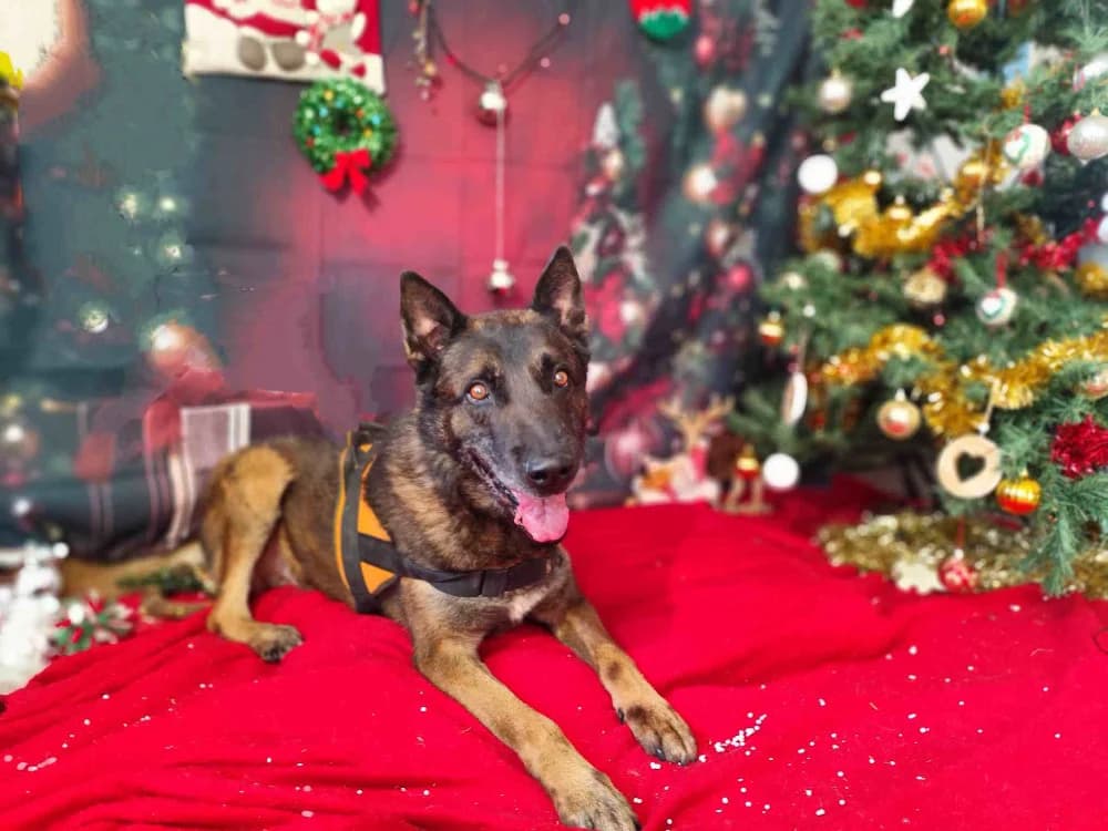 SEOUL VAA, male Belgian Malinois for adoption at SPA Vaux-le-Pénil, Vaux-le-Pénil